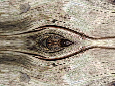 Ast im Zerfall (Bildausschnitt gespiegelt)