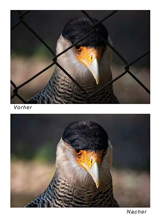 Caracara...