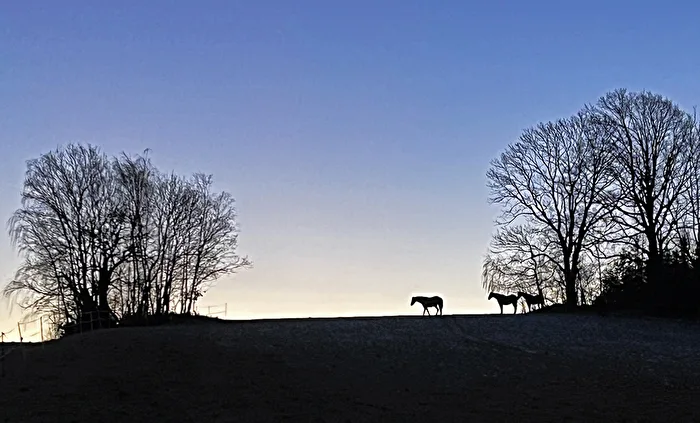 Morgenstimmung auf der Weide 1