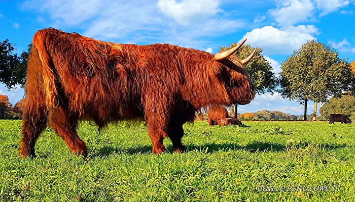 Scottish Highland Cattle