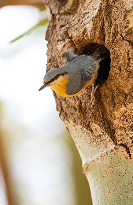Nach mehreren Stunden im Nest muss man das Nest verlassen, um sich zu strecken und das Gefieder zu g