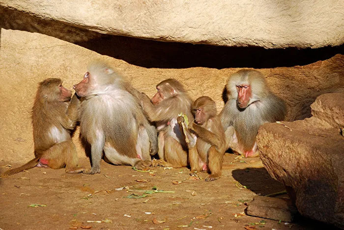 Monkey Family Gang