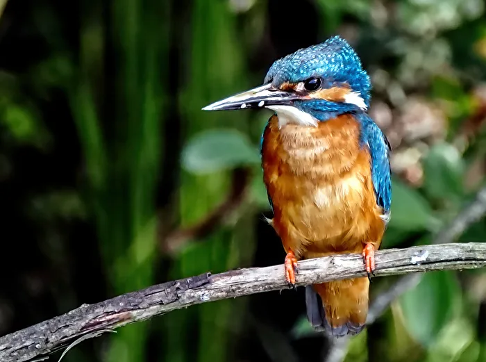 Kingfisher