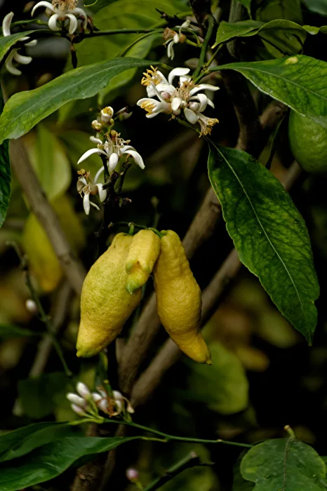 Citrus Fruit