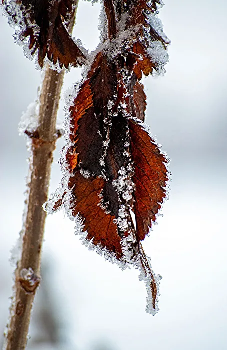 Frost...