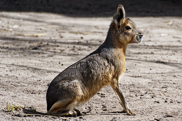 Mara
