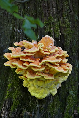 ...da wächst was, was da nicht hingehört