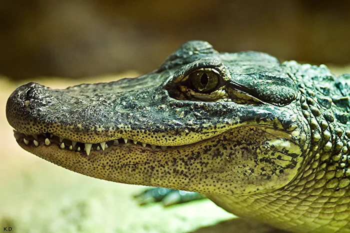 Alligator