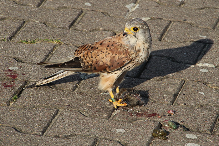 Falke auf dem Gehweg