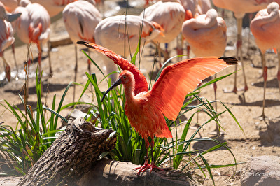im Leipziger Zoo