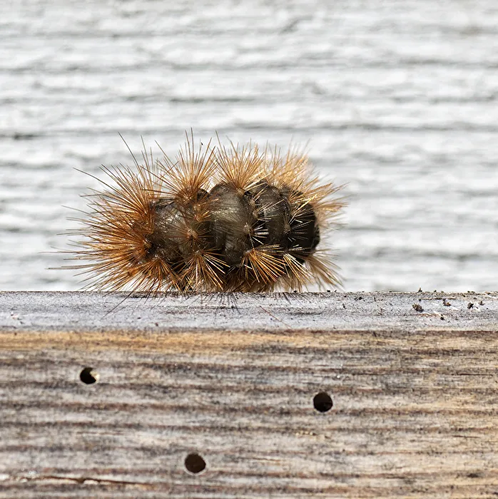 Caterpillar..