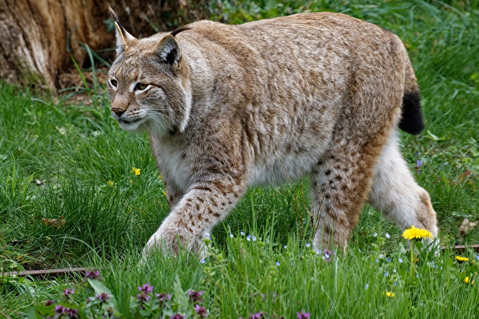 Luchs