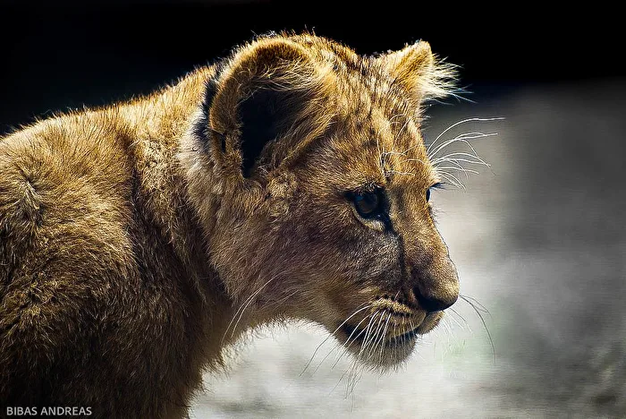 little lion