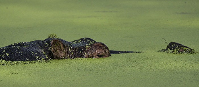 grüne Texturen - Wasserlinsensuppe mit Hippo