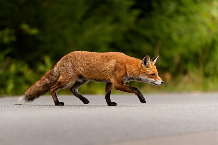 Sur des pattes silencieuses
