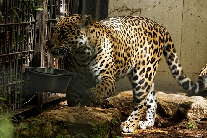 Jaguar