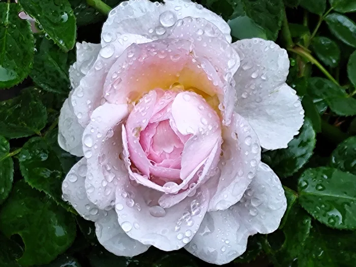 no raindrops, drizzle