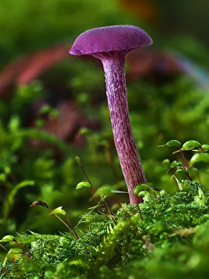 Pilze - Farbtupfen im Moos