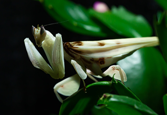 Meine Coronatus "Paula"