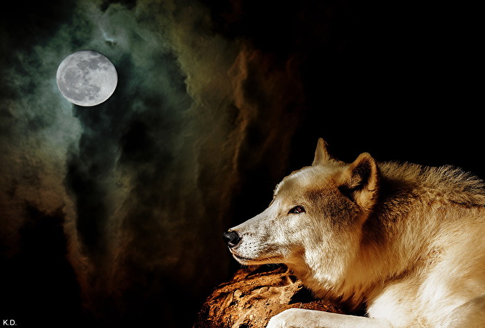 der Wolf und sein Freund