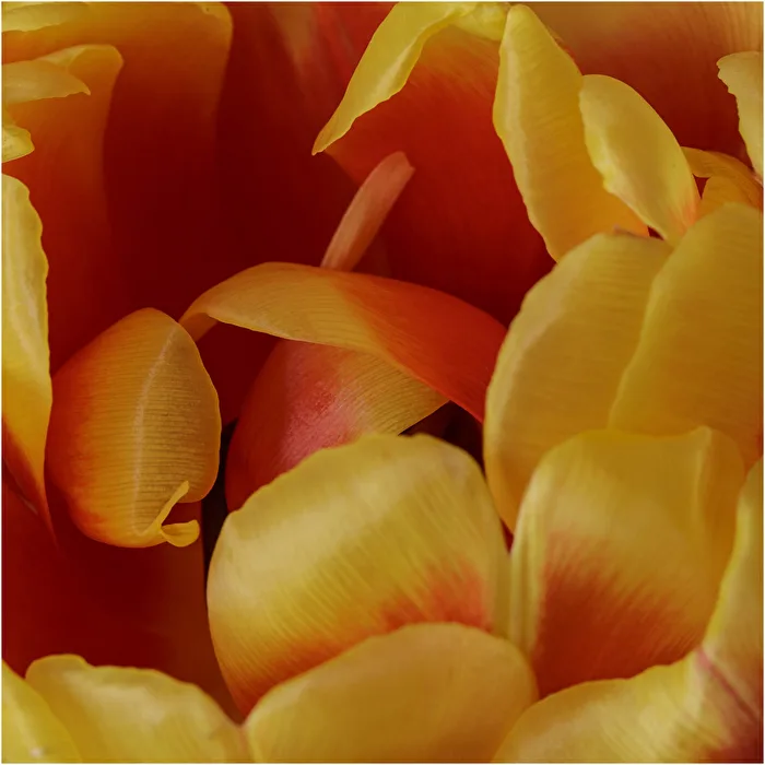 Tulpenblätter
