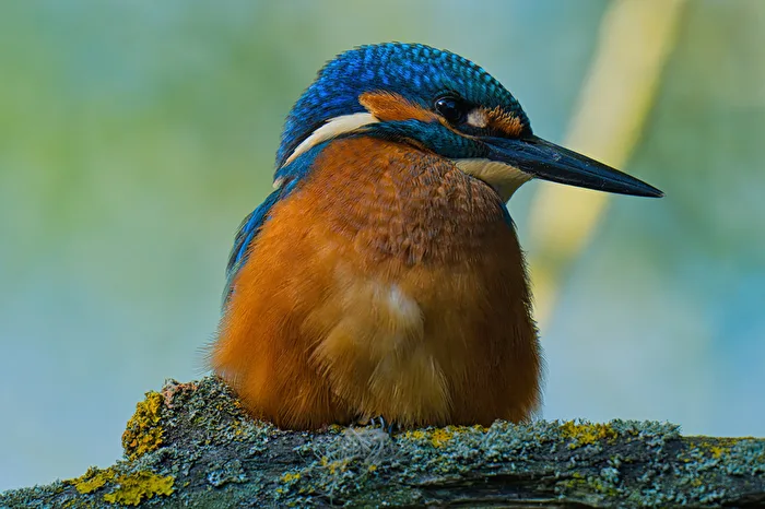 Ein junger Eisvogel