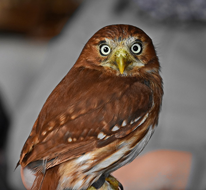 Kleinste Brasilianische Eulen Art