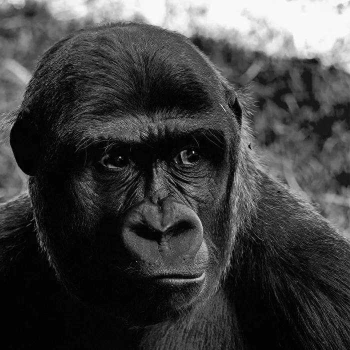 black - gorilla lady