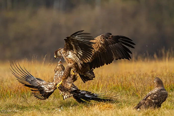 Battle of the Giants