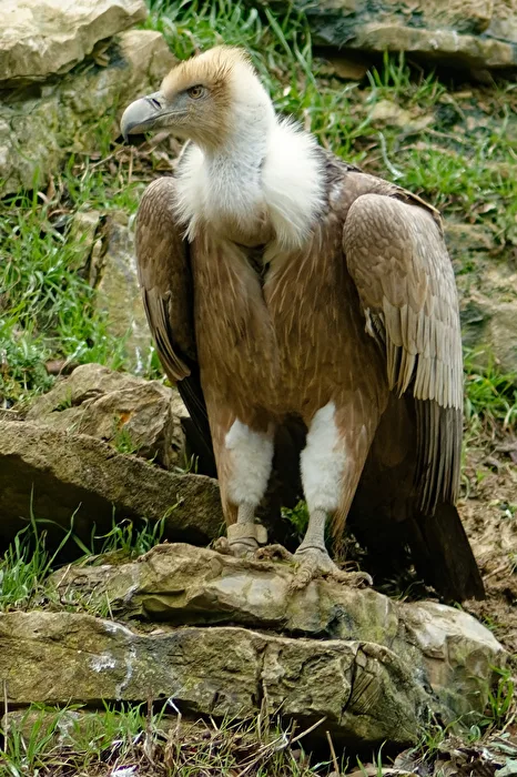 Gänsegeier