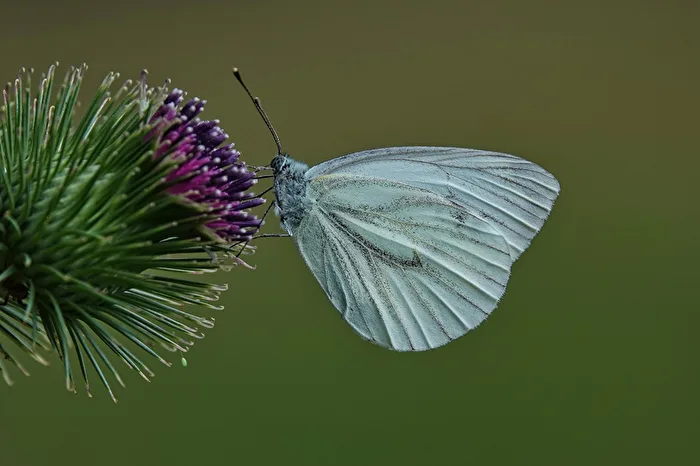 Cabbage White Butterfly