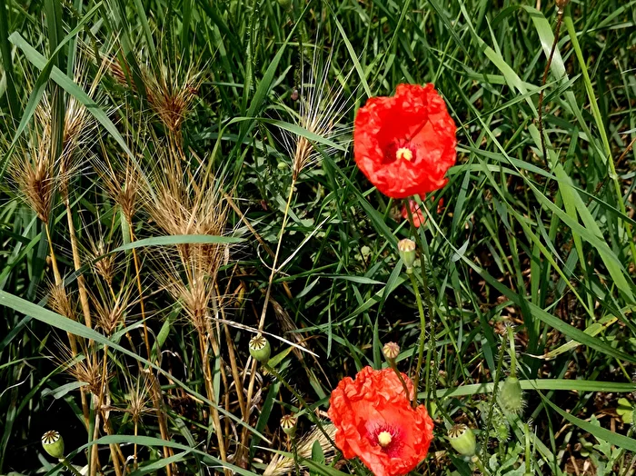 so ist Natur