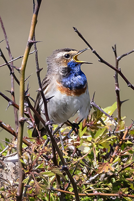 Blaukehlchen