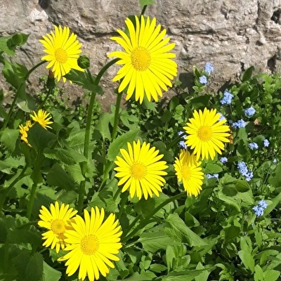 Mauerblümchen