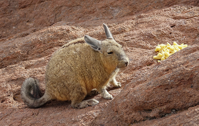 ist es ein Hase? Ein Känguru? Es ist das Vizcacha!