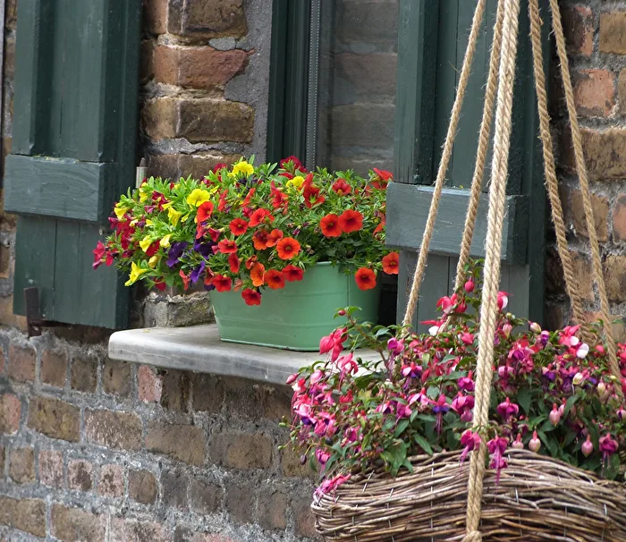 Fensterblumen