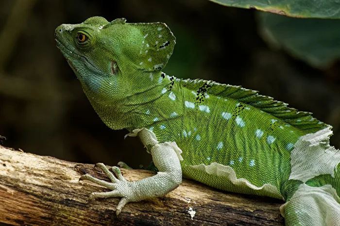 Frilled Lizard
