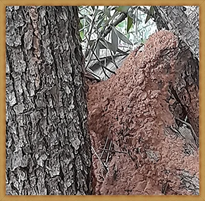 Termiten bauen am Baum