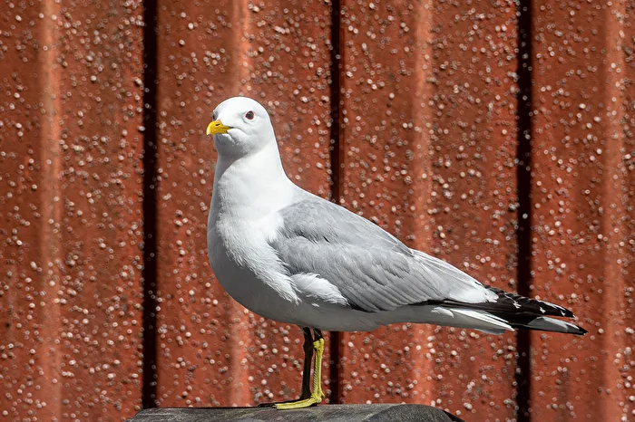 Storm gull (Larus canus)