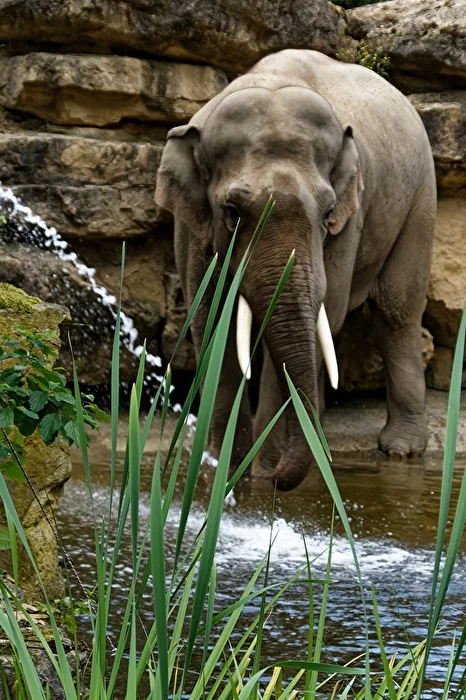 Elefant