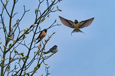 Schwalben Trio