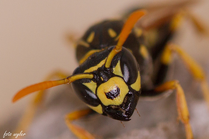 Wespe