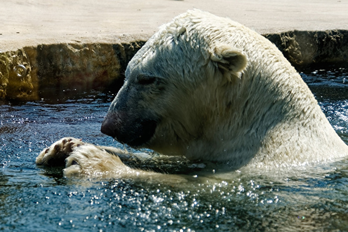 Eisbär