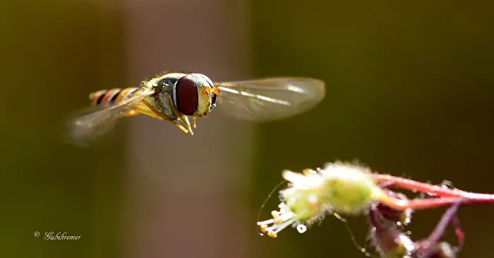 Hoverfly