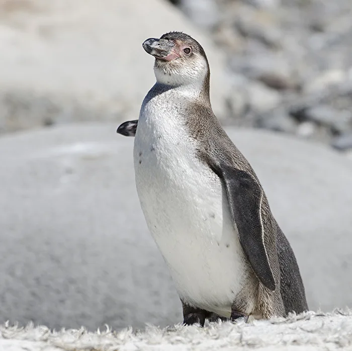 Penguin...Zoo Rapperswil