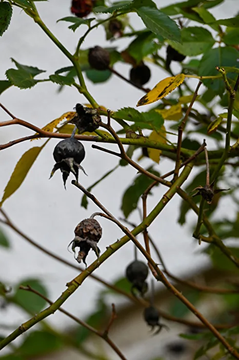 Rose hips
