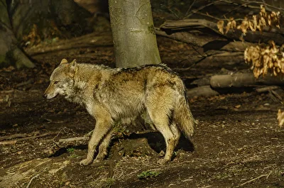 Wolf im Wald