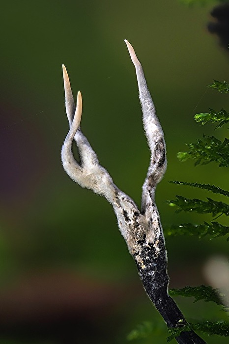 Pilze - Geweihförmige Holzkeule
