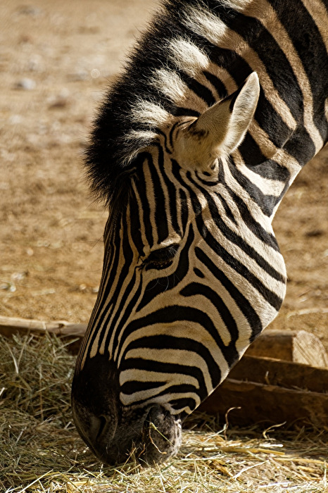 Zebra
