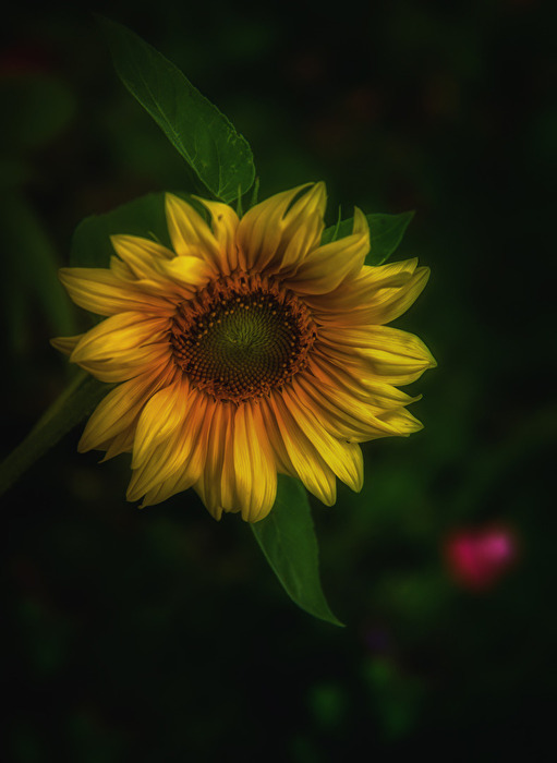 Sonnenblume